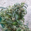 Hokkaido Japan Hemp (ACE Seeds) regulær