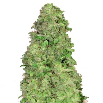 CBD Auto 20:1 (FastBuds) feminiserede
