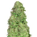 CBD Auto 20:1 (FastBuds) Feminiserede