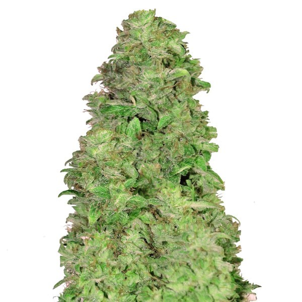 CBD Auto 20:1 (FastBuds) Feminiserede