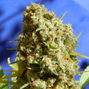 Bruce Banner 3 Fast (Original Sensible) Feminiserede