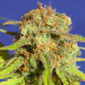 Bruce Banner 3 Auto (Original Sensible) Feminiserede