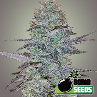 Cosmic Bomb Auto (Bomb Seeds) Feminiserede