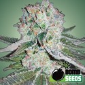 Banana Bomb (Bomb Seeds) Feminiserede