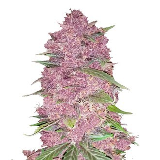 Purple Lemonade Auto (FastBuds) Feminiserede