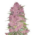 Purple Lemonade Auto (FastBuds) Feminiserede