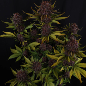 Purple Lemonade Auto (FastBuds) Feminiserede