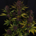 Purple Lemonade Auto (FastBuds) Feminiserede