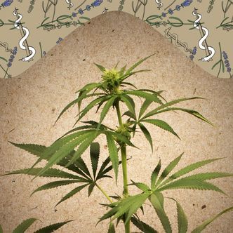 CBD Terra Italia (Female Seeds) Feminiserede