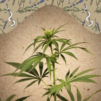 CBD Terra Italia (Female Seeds) Feminiserede