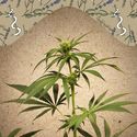 CBD Terra Italia (Female Seeds) Feminiserede
