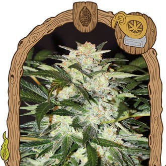Monster Mash (Exotic Seed) Feminiserede