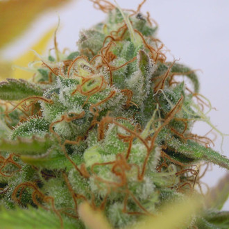 GG 4 Auto (Original Sensible) Feminiserede