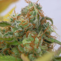 GG 4 Auto (Original Sensible) Feminiserede