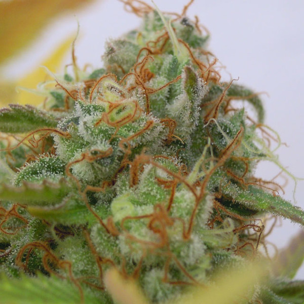 GG 4 Auto (Original Sensible) Feminiserede