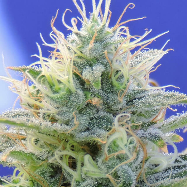Auto Ghost OG (Original Sensible) Feminiserede