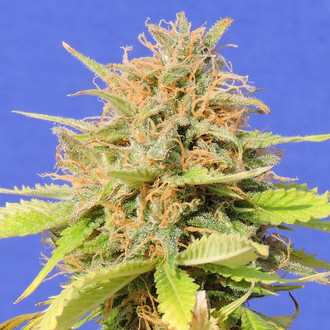 Girl Scout Cookies Auto (Original Sensible) Feminiserede