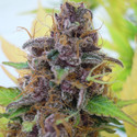 Gelato Auto (Original Sensible) Feminiserede