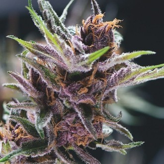 Black Cherry Punch (Pyramid Seeds) Feminiserede