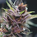 Black Cherry Punch (Pyramid Seeds) Feminiserede