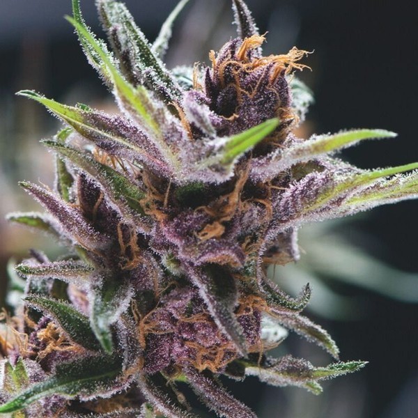 Black Cherry Punch (Pyramid Seeds) Feminiserede
