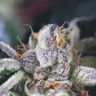 Cookies USA (Pyramid Seeds) Feminiserede