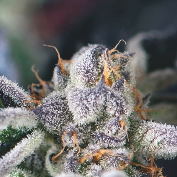 Cookies USA (Pyramid Seeds) Feminiserede