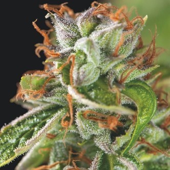 Double OG Haze (Pyramid Seeds) feminiserede