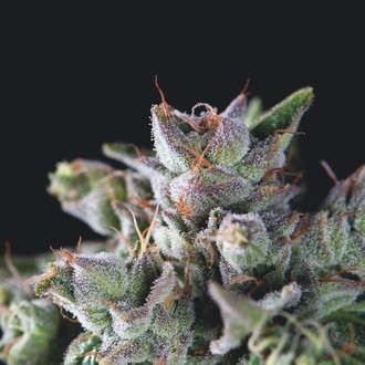 Gorila (Pyramid Seeds) Feminiserede