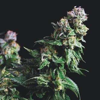 Purple Urkle (Pyramid Seeds) feminiserede