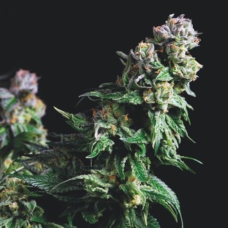 Purple Urkle (Pyramid Seeds) Feminiserede