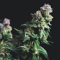 Purple Urkle (Pyramid Seeds) Feminiserede