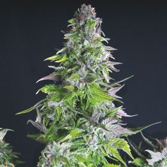 Romulan (Pyramid Seeds) feminiseret