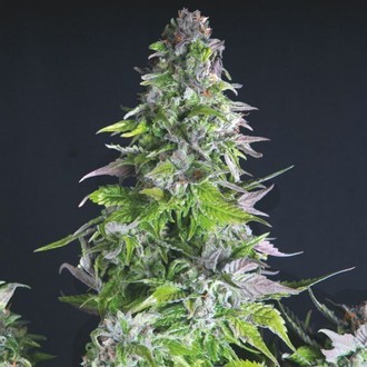 Romulan (Pyramid Seeds) Feminiserede