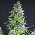 Romulan (Pyramid Seeds) Feminiserede