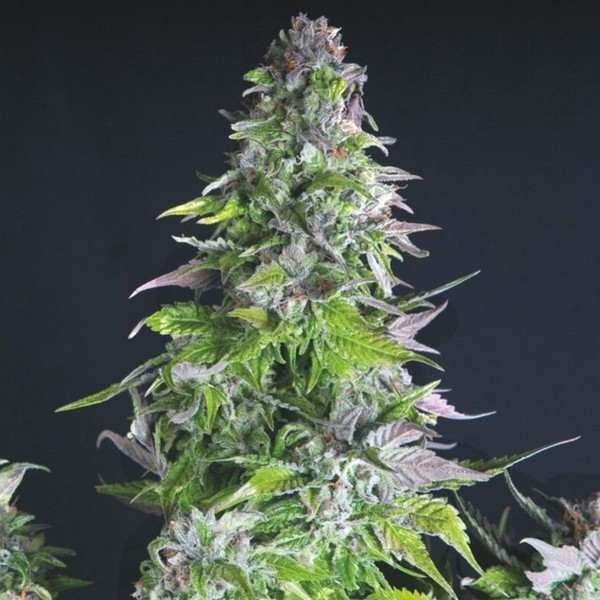 Romulan (Pyramid Seeds) Feminiserede