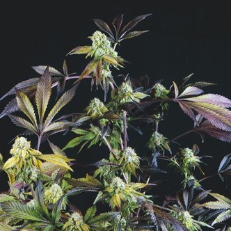 Sunset Sherbet (Pyramid Seeds) feminiserede cannabisfr&oslash;