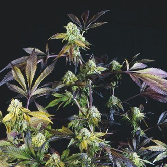 Sunset Sherbet (Pyramid Seeds) Feminiserede