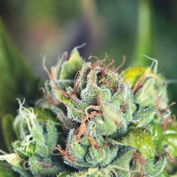Tahoe Cure (Pyramid Seeds) Feminiserede