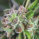 Watermelon Zkittlez (Pyramid Seeds) Feminiserede
