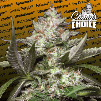 Auto Kong 4 (Paradise Seeds) Feminiserede