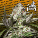 Auto Kong 4 (Paradise Seeds) Feminiserede