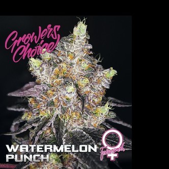 Watermelon Punch (Growers Choice) feminiserede cannabisfr&oslash;