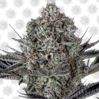 Dos Si Dos 33 (Barney's Farm) Feminiserede