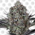 Dos Si Dos 33 (Barney's Farm) Feminiserede