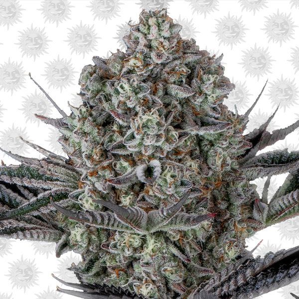 Dos Si Dos 33 (Barney's Farm) Feminiserede