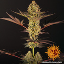 Dos Si Dos 33 (Barney's Farm) Feminiserede