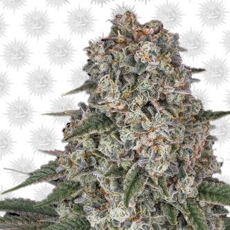 Tropicanna Banana (Barney's Farm) feminiserede cannabisfr&oslash;