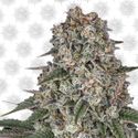 Tropicanna Banana (Barney's Farm) Feminiserede