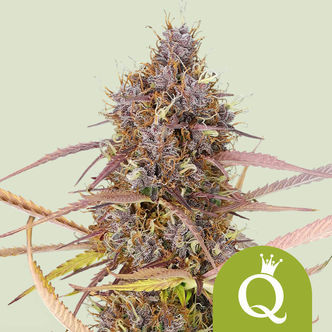 Purple Queen Automatic (Royal Queen Seeds) feminiserede